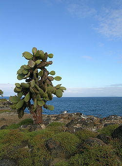 Opuntia echios - Santa Fe, Galapagos.jpg