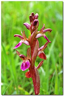 Orchis collina1.jpg