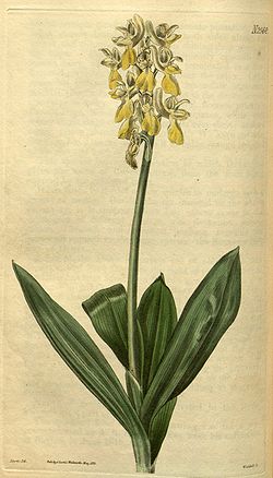 Orchis pallens (as Orchis sulphurea) - Curtis' 52 pl. 2569 (1825).jpg