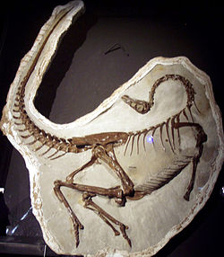 Ornithomimus edmontonicus.jpg