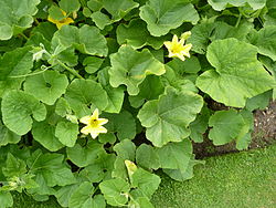 P1000621 Thladiantha villosula (Cucurbitaceae) Plant.JPG