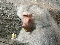Papio hamadryas eating an apple.JPG