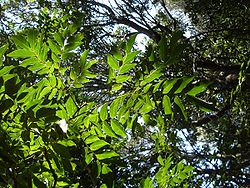 Pararchidendron pruinosum leaves Barrenjoey.JPG