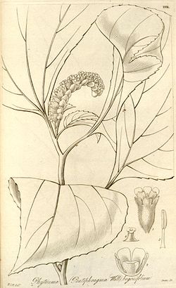 Pentaphragma begoniaefolium.jpg