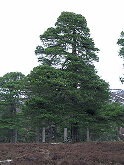 Pinus sylvestris1.jpg