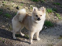 Pomeranian dog.jpg