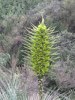 Puya chilensis 16.jpg