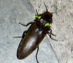 Pyrophorus noctilucus click beetle.jpg