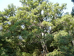 Quercus cerrioides Barcelona Font del Racó.jpg