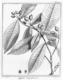 Quiina guianensis.jpg