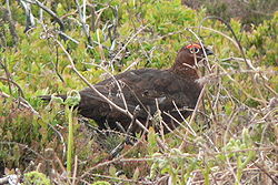 Red Grouse (May 2008).jpg