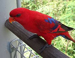 Red Lory (Eos bornea) Jurong Bird Park2-3c.jpg