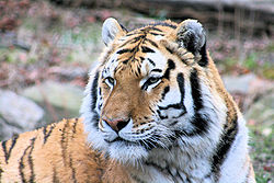 Royal Bengal Tiger.jpg