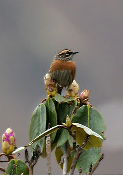 Rufous-breasted Accentor I IMG 7249.jpg
