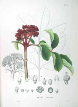 Rutaceae sp SZ21.png