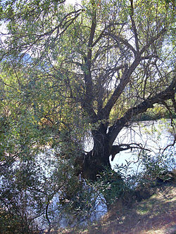Salix salvifolia Habitus 12October2009 RioFresnedas ValledeAlcudia.jpg