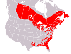 Sarracenia range (all species)