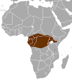 Distribución de la jineta servalina