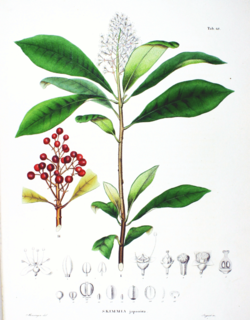 Skimmia japonica SZ68.png