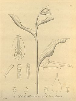 Sobralia bletiae - S. decora - Xenia vol. 1 fig. 30.jpg