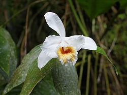 Sobralia chrysostoma (flowering).jpg