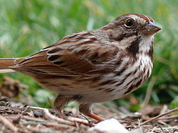 Song Sparrow-27527-2.jpg