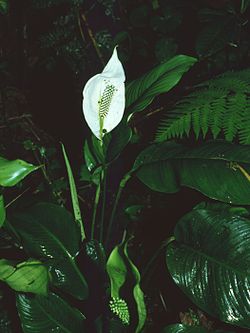 Spathiphyllum montanum.jpg