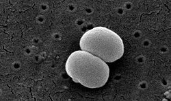 Staphylococcus epidermidis lores.jpg