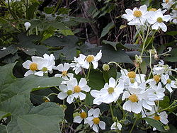 Starr 020103-0008 Montanoa hibiscifolia.jpg