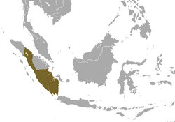 Sumatran Surili range