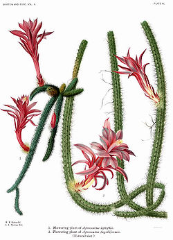 The Cactaceae Vol II, plate XL filtered.jpg