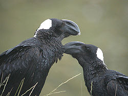 Thick-billed-Ravens.jpg