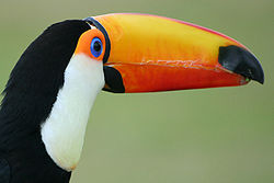 Toco toucan whipsnade.jpg