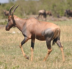 Topi in Northern Serengeti2.JPG