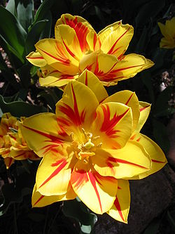 Tulip Monsella 2006.jpg