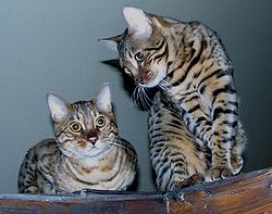 Two bengal cats edit.jpg