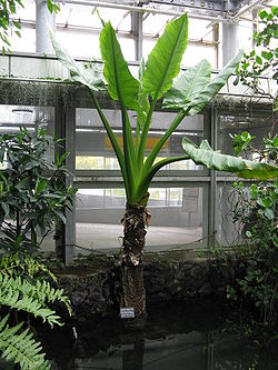 Typhonodorum lindleyanum1.jpg