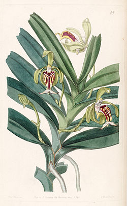 Vanda cristata - Edwards vol 28 (NS 5) pl 48 (1842).jpg