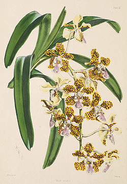 Vanda insignis - Warner, Williams - Select orch. plants 1, pl. 3 (1862-1865).jpg