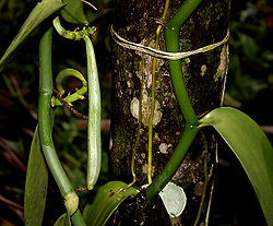 Vanilla planifolia W IMG 2452.jpg