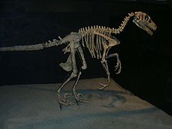 Variraptor mechinorum.jpg