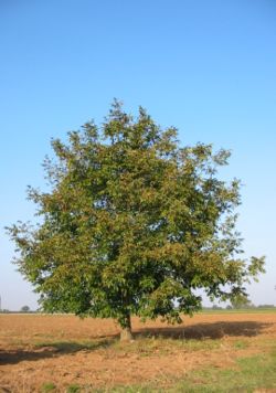 Walnut-tree 20041012 2599.JPG