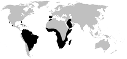 Área de distribución de Amphisbaenia