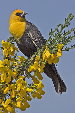 Yellow headed blackbird - natures pics.jpg