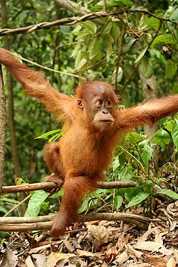 Un orangután en la reservade Bukit Lawang.