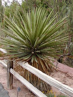 Yucca faxoniana.jpg