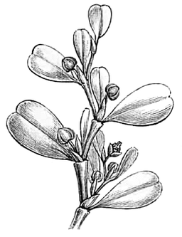 Lactoris fernandeziana Engler 1888 A.png