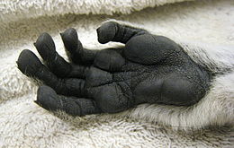 Lemur catta hand 01.jpg