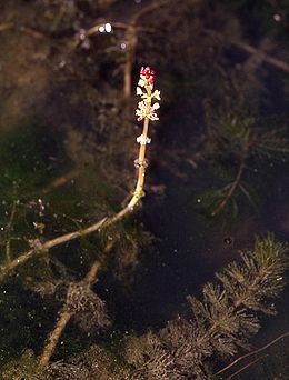 MyriophyllumSpicatum.jpg