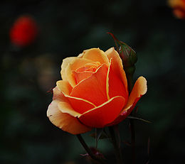 Orange Rose2.JPG